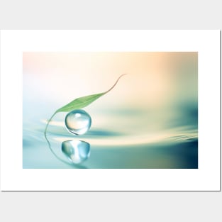 Leaf Water Drop Nature Serene Tranquil Posters and Art